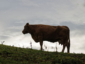 Cows on field against sky