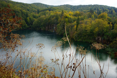 Scenic view of lake in forest