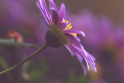 Close-up of purple flowering plant