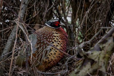 Close-up of bird amidst plants