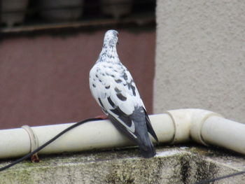 Close-up of bird perching outdoors