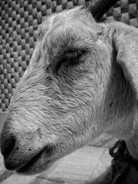 Close-up of a horse