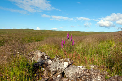 Scenic view of grassy field against sky