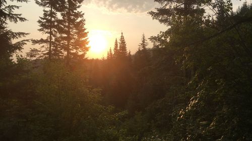 Trees in forest against sky during sunset