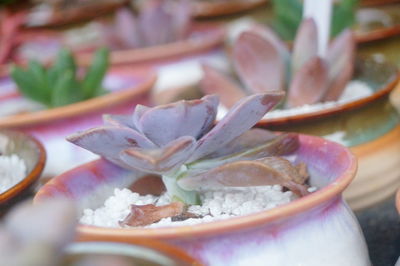 Close-up of flower in bowl on table