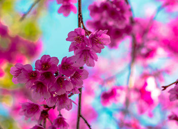 Low angle view of pink flowers blooming on tree