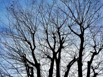 Low angle view of bare tree against clear sky