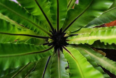 Full frame shot of leaf