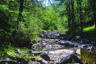 Scenic view of waterfall in forest