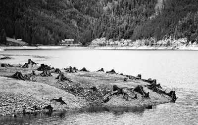 Birds by lake against sky