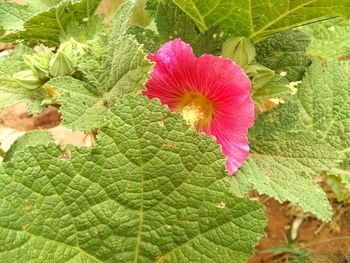 Close-up of pink hibiscus on plant