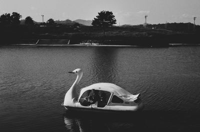 Swan swimming in lake