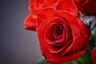 Close-up of red rose