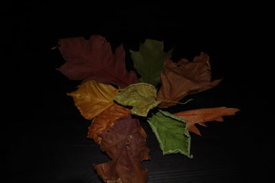 Close-up of maple leaf against black background