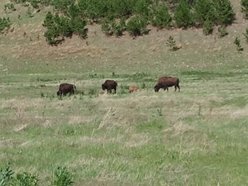 Horses grazing on field