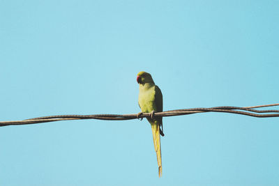 Low angle view of bird perching on cable against clear sky