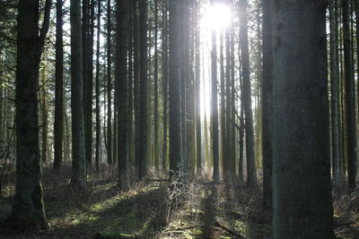 Sunlight streaming through trees in forest