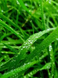 Close-up of raindrops on grass