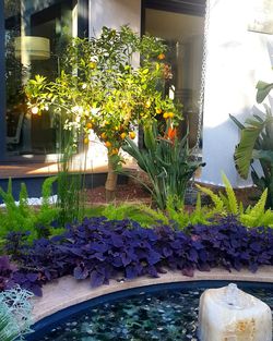 Potted plants in water