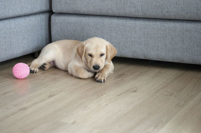 Beautiful labrador retriever puppy on laminate wood background. labrador retriever .