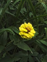 Close-up of insect on yellow flowering plant