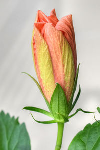 Close-up of plant against white background