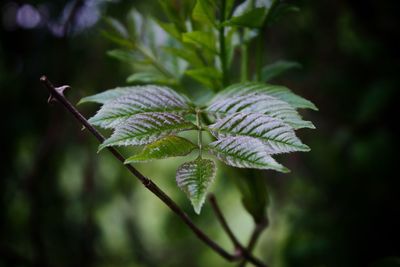 Close-up of plant