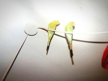 Close-up of plant