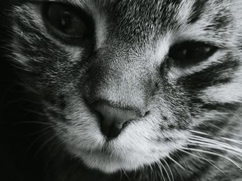 Close-up portrait of dog