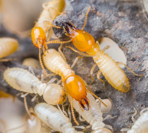 Close-up of insect