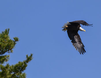 American bald eagle perched and soaring under blue sky