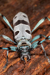 The close-up of the rosalia alpina, known as rosalia longicorn or alpine longhorn beetle