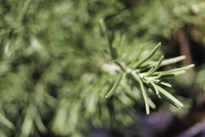 Close-up of pine tree