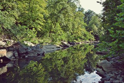 Scenic view of forest