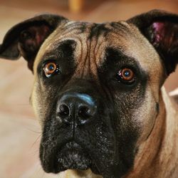 Close-up portrait of dog at home