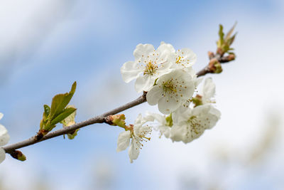 Close-up of white cherry blossoms in spring