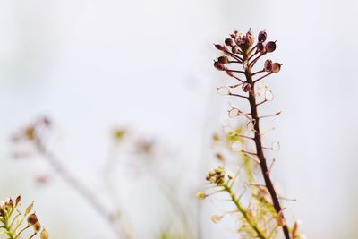 Close-up of white flowering plant against tree