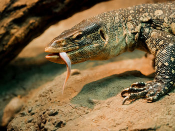 Close-up of lizard on rock