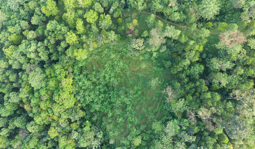 Full frame shot of plants
