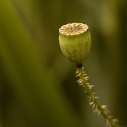 Close-up of plant against blurred background