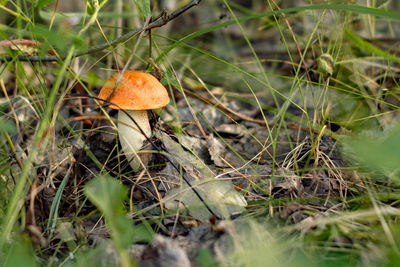 Close-up of mushroom growing on field