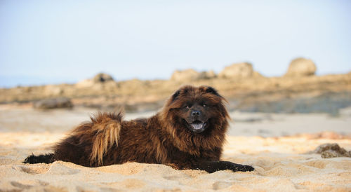 Close-up of dog on sand against clear sky