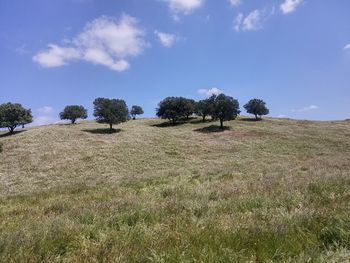 Trees on field against sky