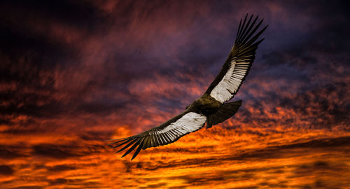 Low angle view of eagle flying against sky