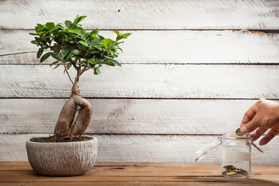 Hand holding potted plant on table against wall