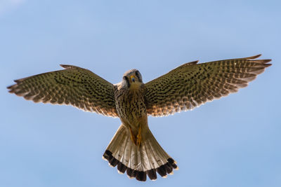 Bird flying against clear sky