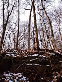 Trees against sky