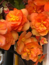 Close-up of orange flowers blooming outdoors