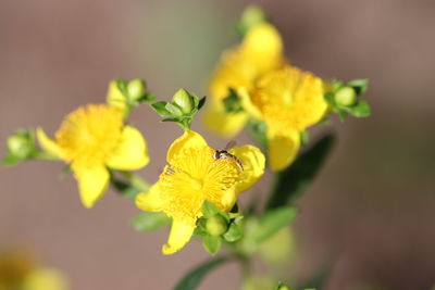 Close-up of insect on yellow flower