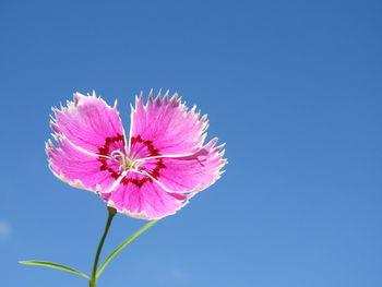 Close-up of pink flower against clear sky